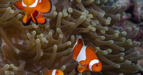 Clownfish, photographed by our guest Rick Levesque while diving Dumaguete