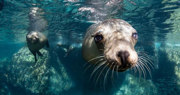 A sea lion swims in front of the camera in La Paz