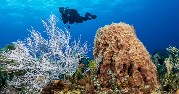 Amazing underwater life in Bimini Bahamas