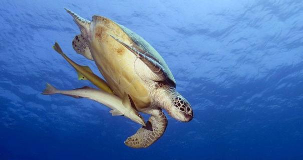 a turtle swims underwater