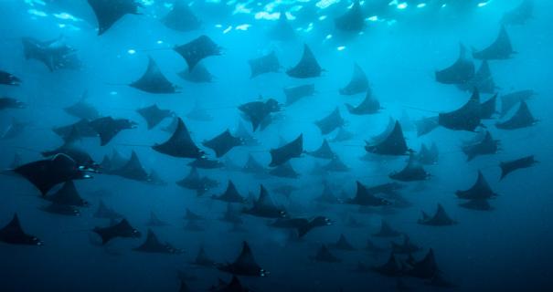 A fever of rays in the Galapagos