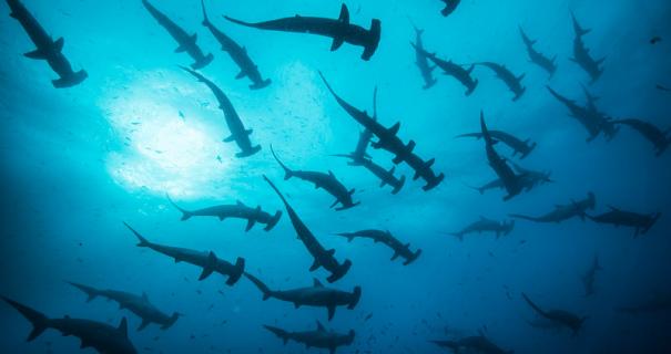 A school of hammerhead sharks silhouetted against the surface of the water.
