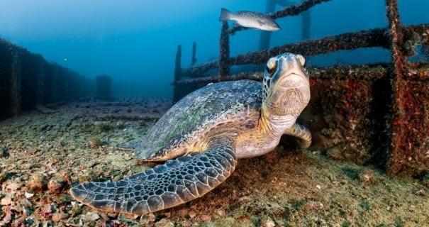 A turtle rests on the wreck of the Fang Ming by Eric Lin