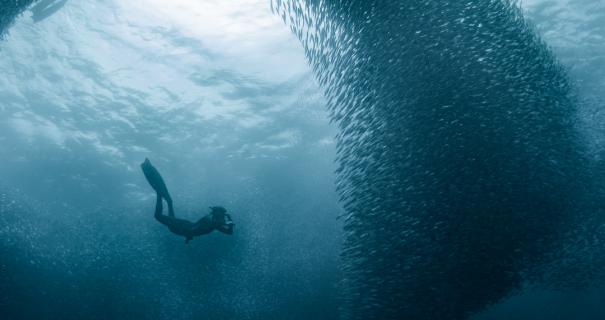 A scuba diver in the middle of a bait ball of sardines in Moalboal.