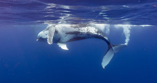 Moorea trip report humpback whale surfacing
