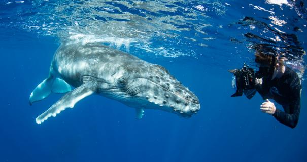 French Polynesia Humpback Whale