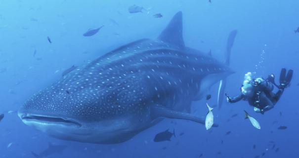 A whale shark swims next to a scuba diver in Mexico