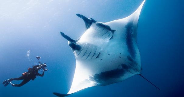 A manta ray swims past scuba divers in Mexico