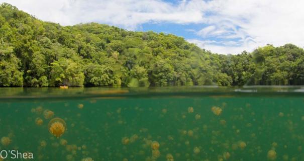 Jellyfish swim under the lake's surface, with lush foliage surrounding the lake.