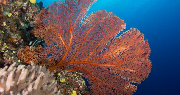 A gorgonian sea fan adorns a reef in Fiji