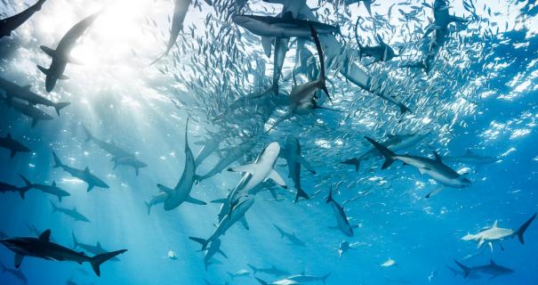Sharks underwater in Socorro Islands, Mexico