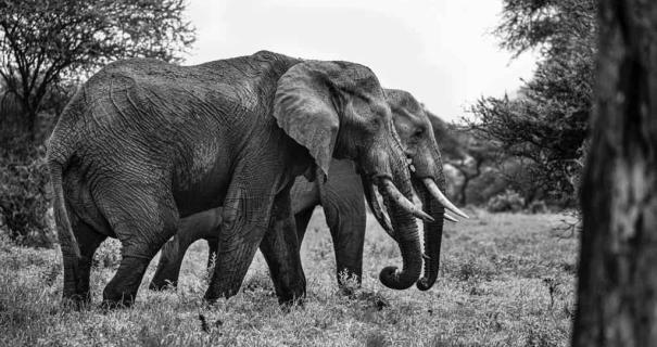 Tanzania group of elephants in the wild