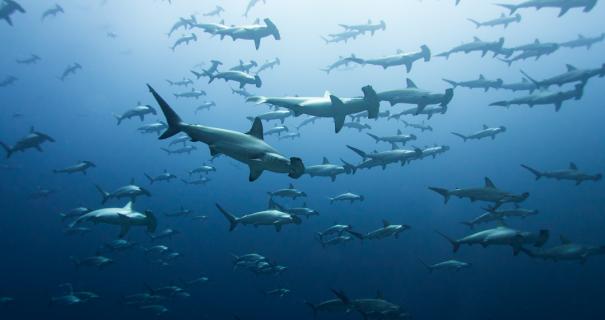 A school of hammerhead sharks in the Galapags