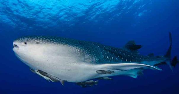 Socorro diving - whale shark