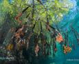 Mangrove roots underwater