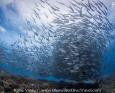 A swirling school of fish in Tubbataha Reef, Philippines.