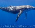 French Polynesia whales