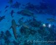 Bahamas Master Liveaboard Diving