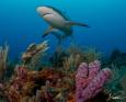 A shark swims above a reef in Honduras, home to some of the best scuba diving in April