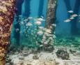 Best Dive Sites in Bonaire