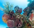 Top Dive Sites in Cozumel