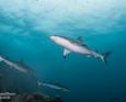 Sharks swimming in Fiji