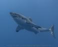 A great white shark swims in Guadalupe