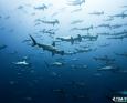 Schooling hammerhead sharks swimming in blue water.
