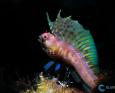 A small fish called a "signal blenny" displays its colors to an underwater photographer.