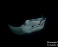 A manta swims underwater at night
