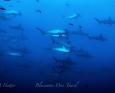 Best diving in May with hammerhead sharks in Galapagos.