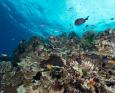 Scuba diving Australia with Mike Ball Expeditions