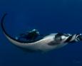 A manta ray swims in Socorro