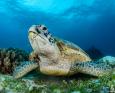A green turtle sits on a reef in the Philippines