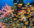 A coral reef teems with life in Raja Ampat