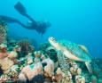 A person enjoys scuba diving in Africa with a green turtle.