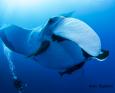 A scuba diver watches a manta ray
