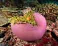 Palau Underwater Life