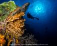 A divers drifts by a gorgonian