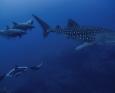 A whale shark, dolphins, and a manta ray in Socorro