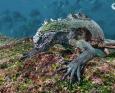 Galapagos marine iguana eating algae underwater