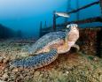 A turtle rests on the wreck of the Fang Ming by Eric Lin