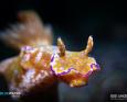 Yellow and purple nudibranch lembeh