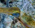 Little Cayman Squid