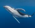 French Polynesia Whales