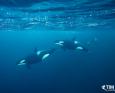 Norway orca trip