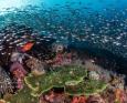 Spectacular coral reefs in Raja Ampat