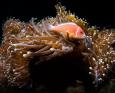 An anemone fish in Anilao