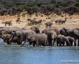 A herd of elephants stand in a body of water.
