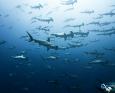 A school of hammerhead sharks in the Galapags
